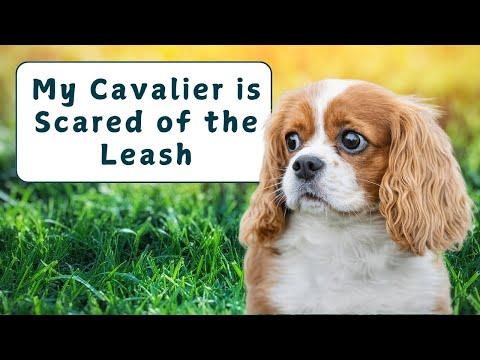 How to Help a Cavalier Who Is Scared of the Leash