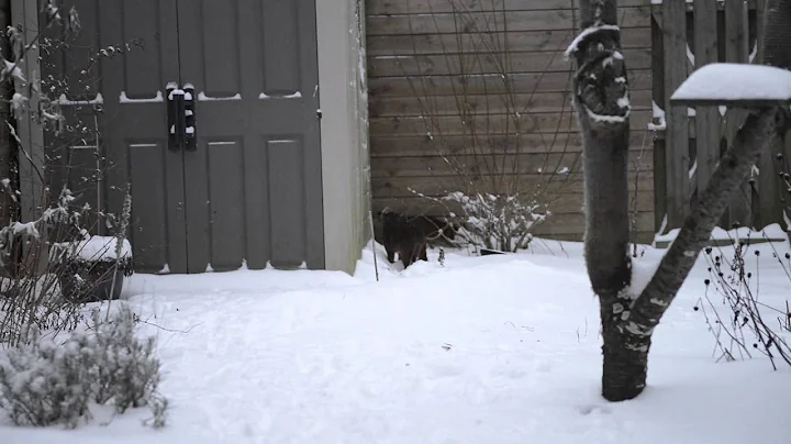 Watch the video about Abyssinian Variants Casey and Tinkle playing in the snow