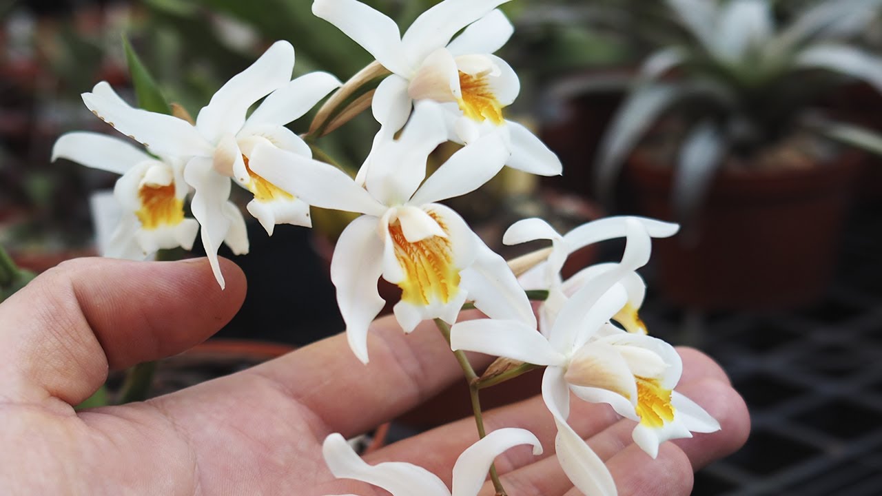 Coelogyne 'Unchained Melody'- Orchideen Pflege leicht gemacht