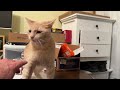Beginning a long fairwell to Otis. Kitten in the office