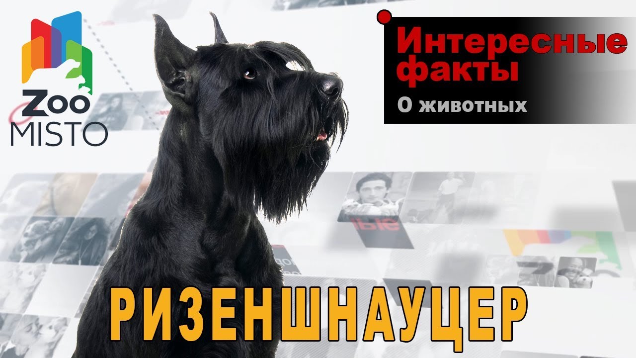 порода собак розеншнауцер