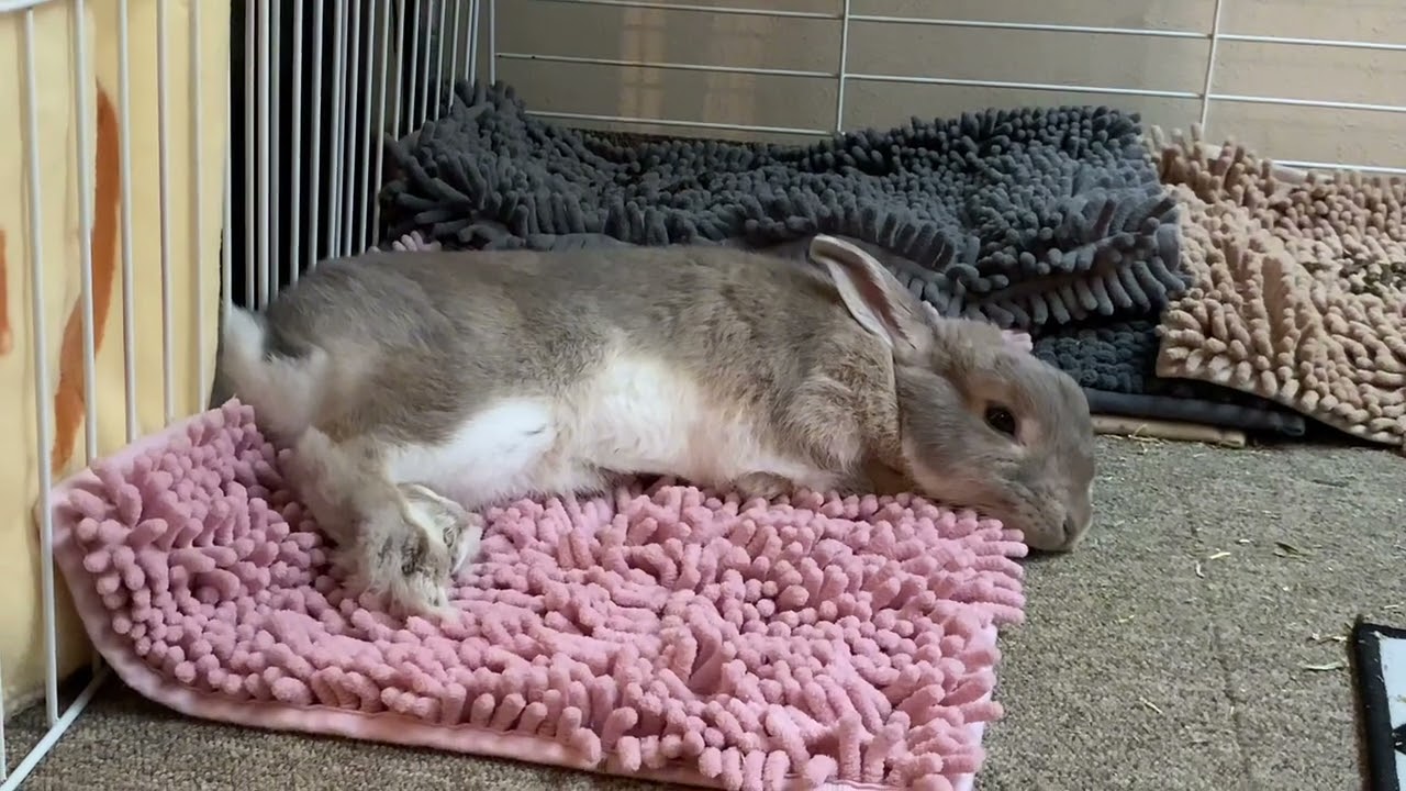 あーひまだ〜🐰あーひまだ〜🐰 - YouTube