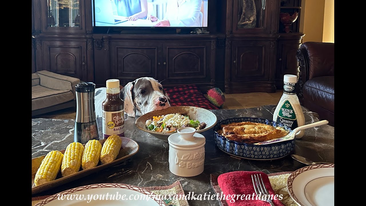 Polite Great Danes Teach Harlequin Puppy Table Manners