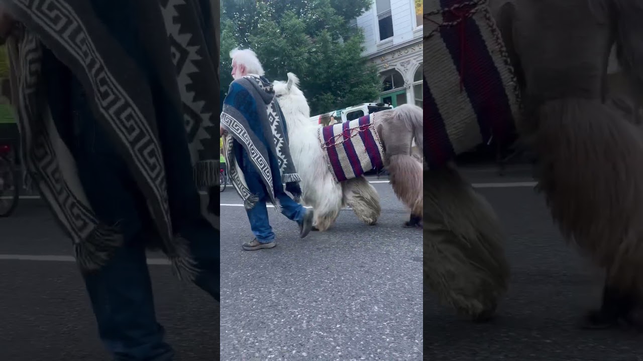 Llama walking around Portland casually 