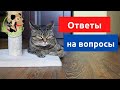 30.01.21 Ветеринар Сергей и кот Сэмыч отвечают на вопросы о кошках и собаках