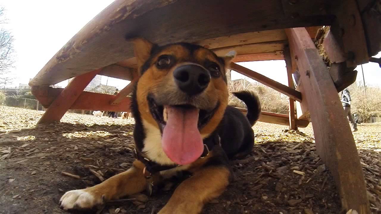 James visits Hillside Dog Run