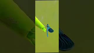 Wildlife # Adaptation # How Animals Survive and Thrive in Extreme # Nature Environments #