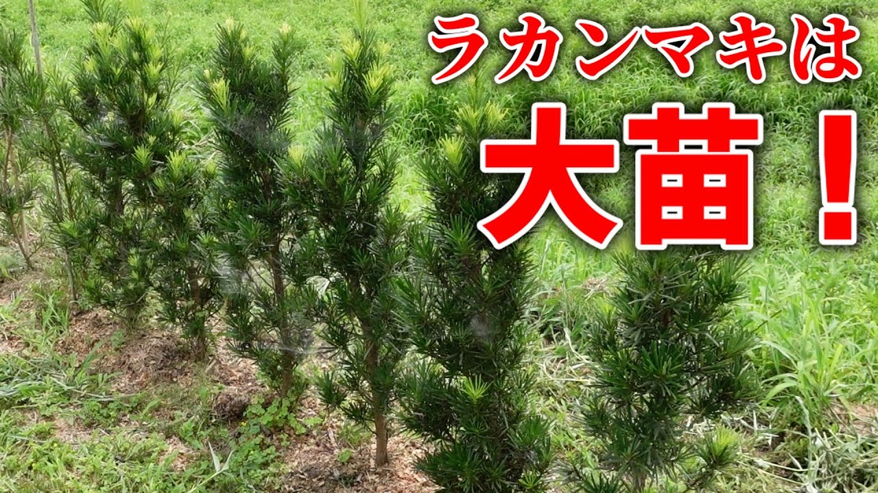 生垣】ラカンマキは大苗を選べ！小さい苗のデメリット - YouTube