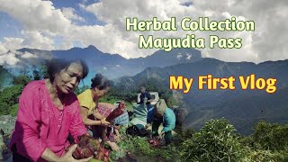 Herbal Collection From Mayudia Pass|Preparation Process Of Medicines