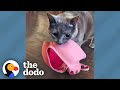 Cats favorite things in the world are bras  the dodo cat crazy