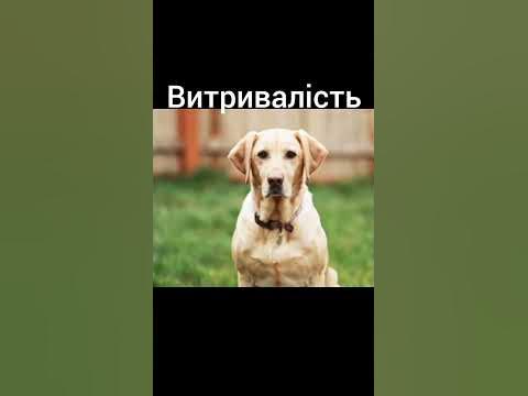 Підбуль vs Лабладор - YouTube