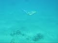 Snorkeling at the beautiful city of Eilat, Israel.