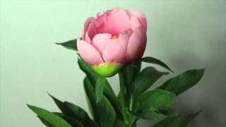 Peony Soft Salmon Saucer - Time Lapse screenshot 3