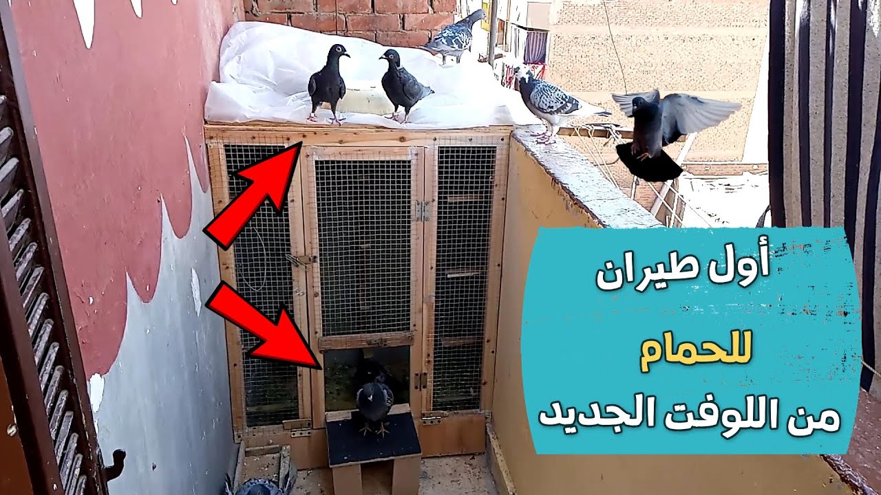 اول طيران للحمام من اللوفت الجديد - بداية مبشرة - تدريب الحمام الزاجل