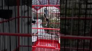 Cendet Peterpan Isian Gereja Tarung Kasar Istimewah Poll