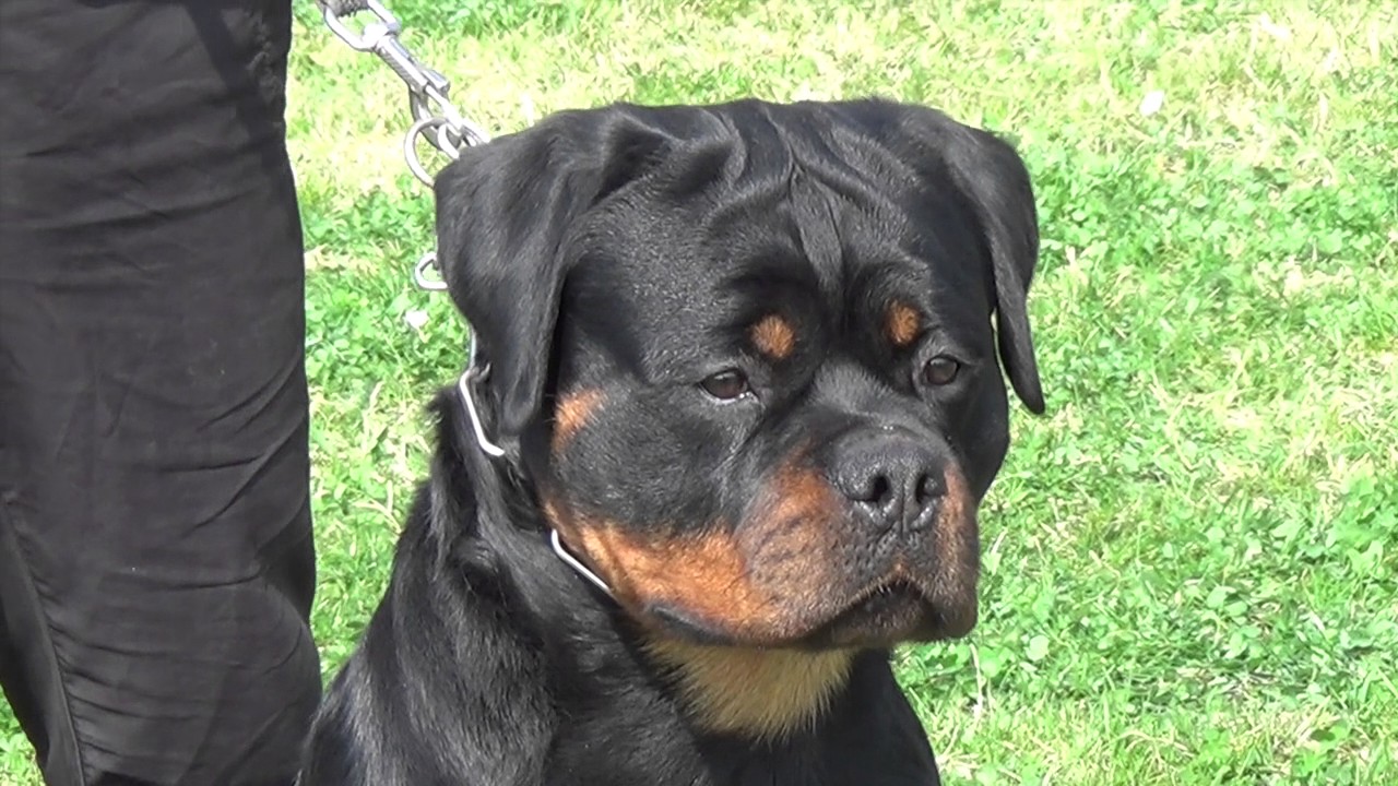 TK'S GLADIATOR  17m old