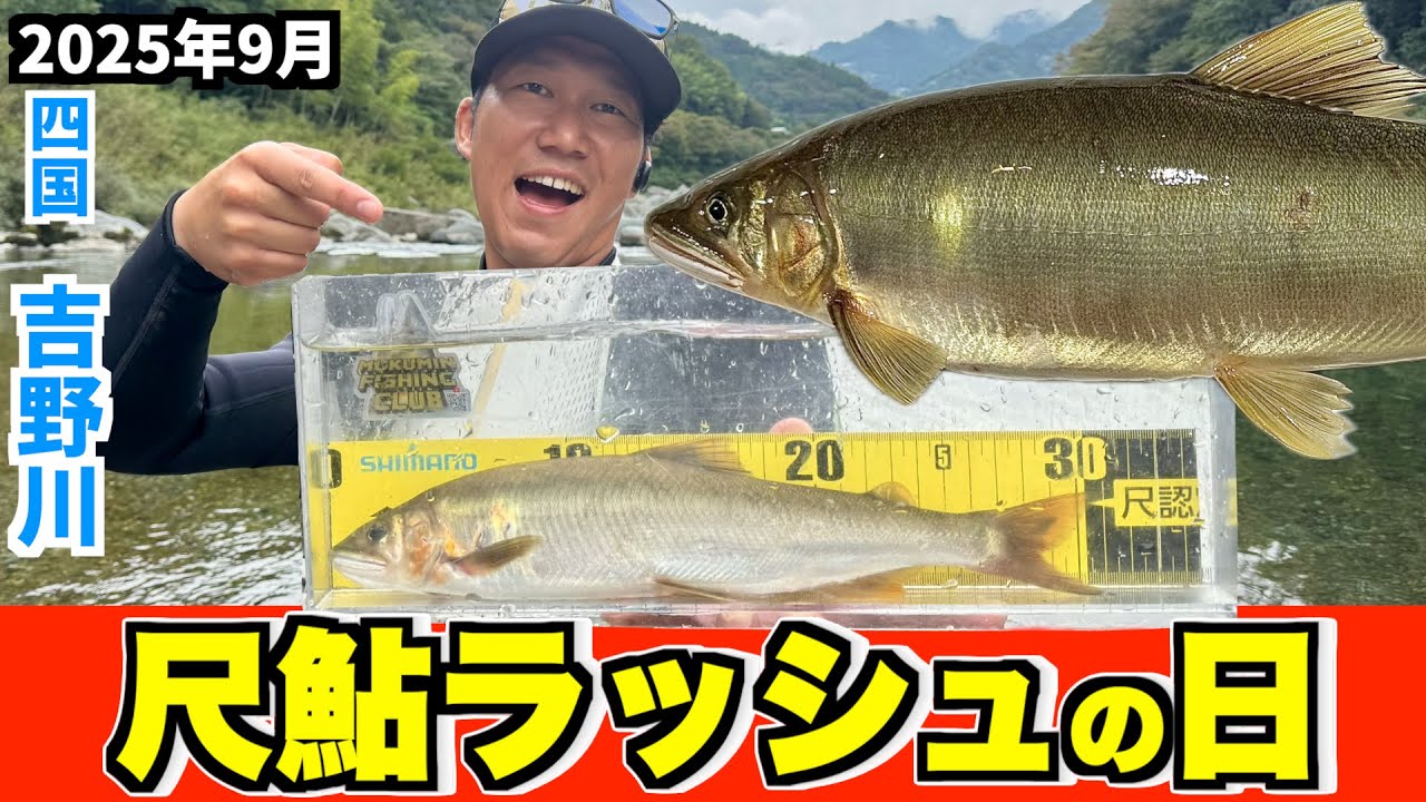 【鮎釣り2025】怒涛の尺鮎ラッシュ！四国吉野川 1日で4匹の尺が出た奇跡の日