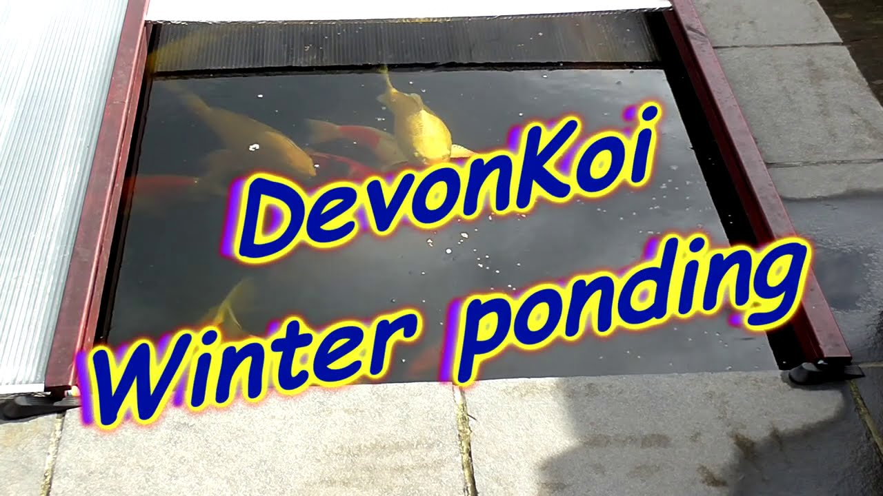 Diy koi pond covers keeping the water as warm as you can without heating 