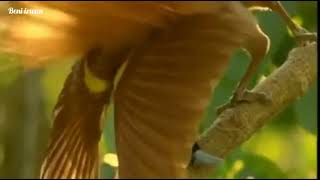 suara dan zirah yg menawan bikin takjub