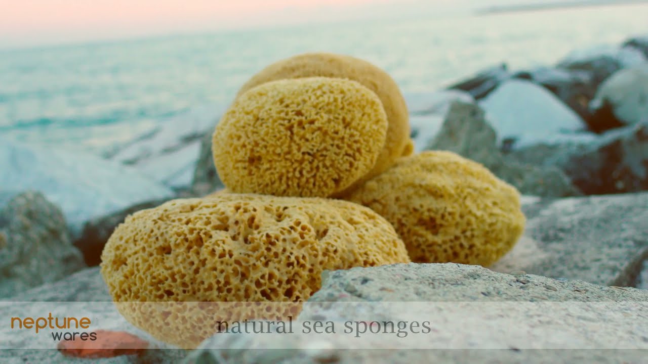 Sea Sponges EXTRA Large 17-18cm brown = Unbleached honeycomb GREEK