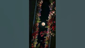 ﴿ فلما رأى القمر بازغا قال هذا ربي} سورة الأنعام #quran #islamicvideo #قرآن