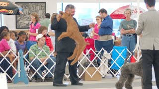 Learning to train dogs at a dog show with Eric Salas by Eric Salas Workshops Training Channel 800 views 2 months ago 6 minutes, 32 seconds