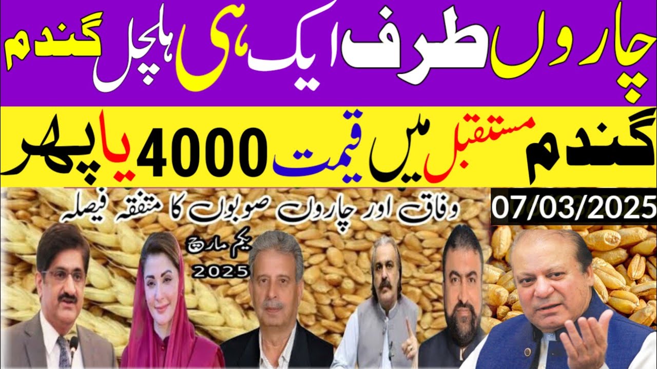 Wheat Support price 2025 Final decision| Wheat price in Punjab Pakistan ...