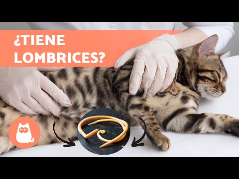 GUSANOS en GATOS