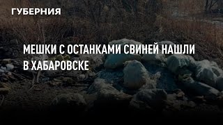 картинка: Мешки с останками свиней нашли в Хабаровске