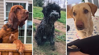 Hilarious Dogs and Puppies Compilation 🐶😂 by Doggonit 3,872 views 1 month ago 12 minutes, 11 seconds