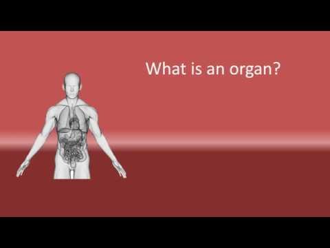 Video: What Is An Organ