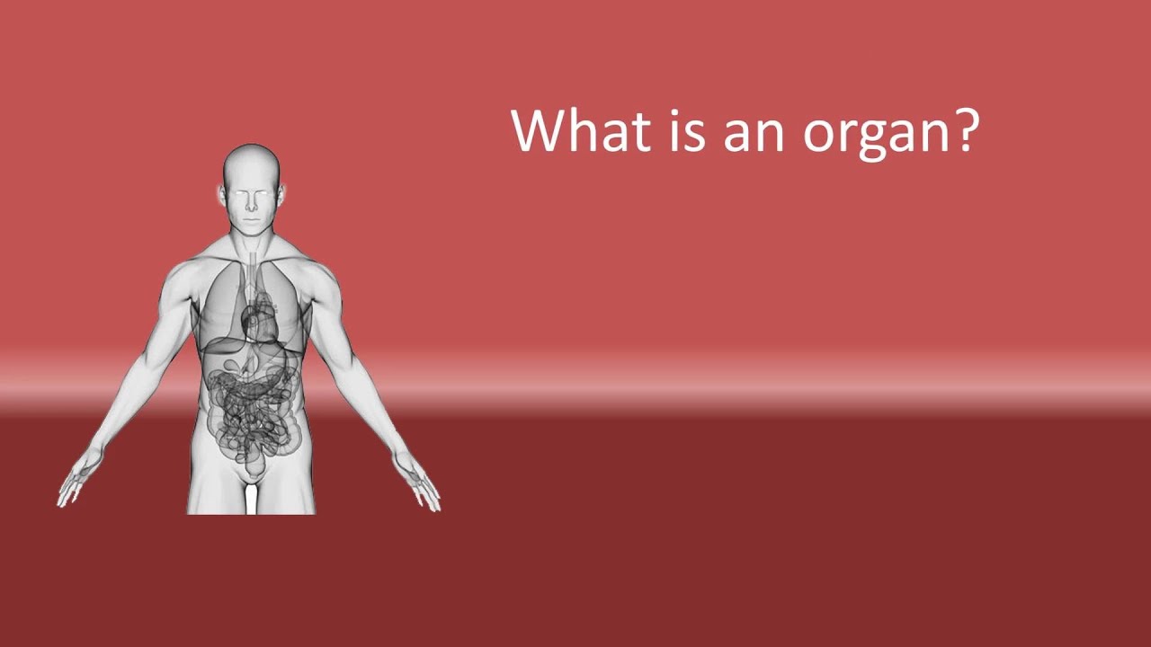 What is an organ ? - YouTube