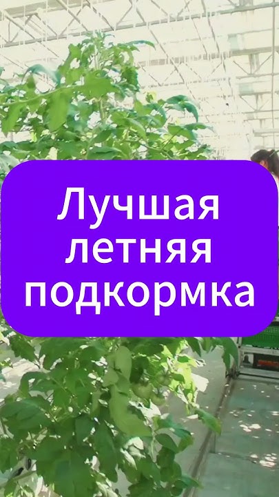 Лучшая подкормка летом для вашего огорода! #огород #сад #дача #garden ...