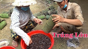 Đặt Lợp Cá Bống Dừa Bằng Mồi Độc Làm Sao Không Trúng Lớn Được - Hương Cù Lao