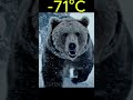 At −71°C in Siberia, She Saved a Freezing Bear Cub🐻❄️  #animalrescue #yakutia #wildliferescue