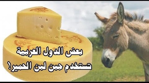 أغلى جبن في العالم يصنع من لبن الحمير - الذى يستخدمة اكثر من دولة عربية