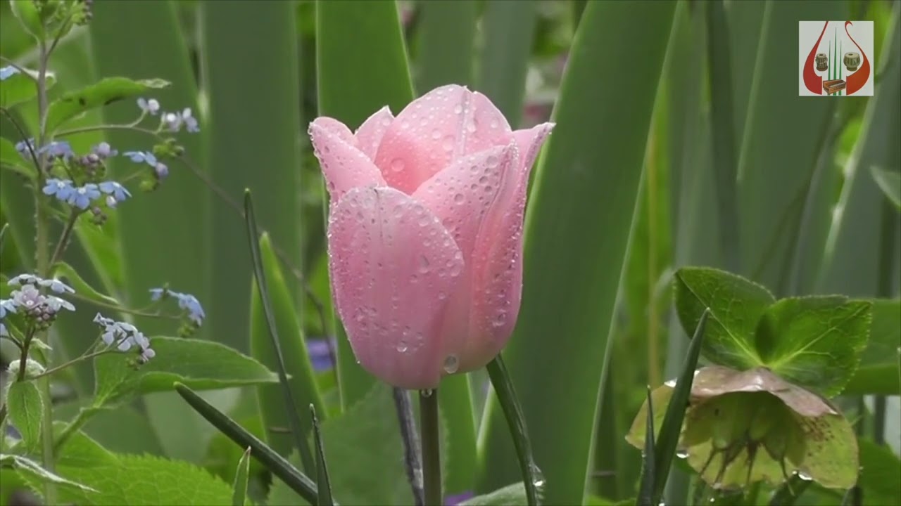 SANJEEVAN Ep 3 | Harmony Music Foundation | Pt. Vishwanath Kanhere