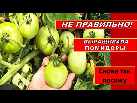 Томат Спасская Башня Отзывы Фото Урожайность