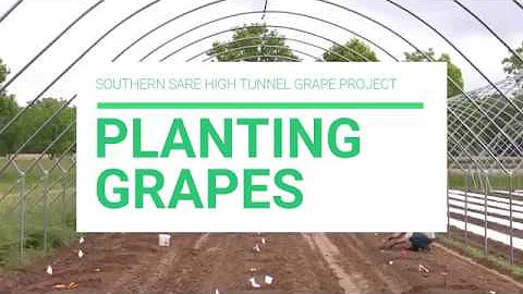 High Tunnel Grapes – Planting - DayDayNews