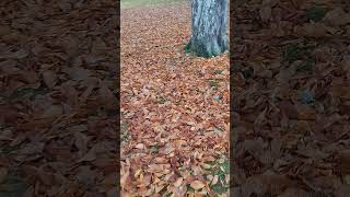 Кто самый лысый?😂😂 #autumn #швеция #настроениеосень