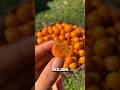 5 Fruits With the Weirdest Growth Systems on Earth 🤯🍈