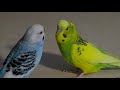 Parakeets Wants His Girlfriends Love