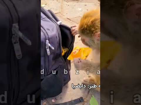 دوبله طنز دزد عنتر 