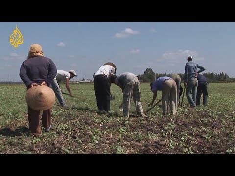 حكاية الشنوا أو القرية الفيتنامية في المغرب 🇲🇦