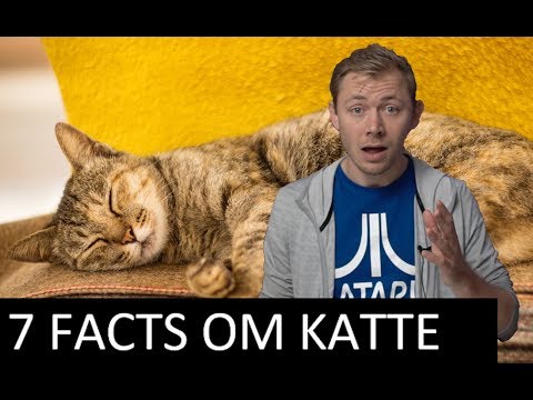 Video: Hvad Er De Mest Almindelige Kattenavne