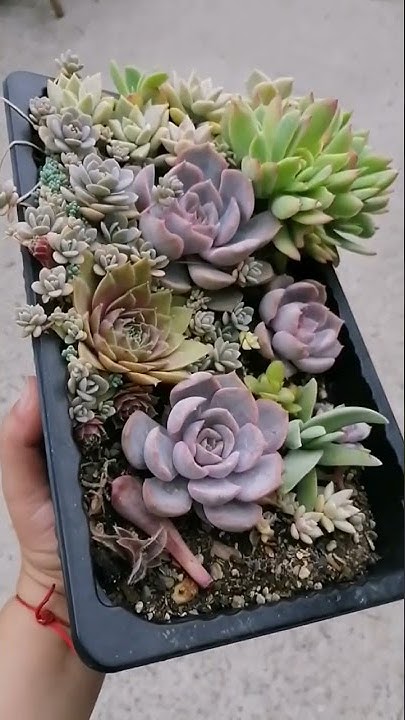 Картина из Суккулентов - подросшие листики и детки, стали шедевром ...