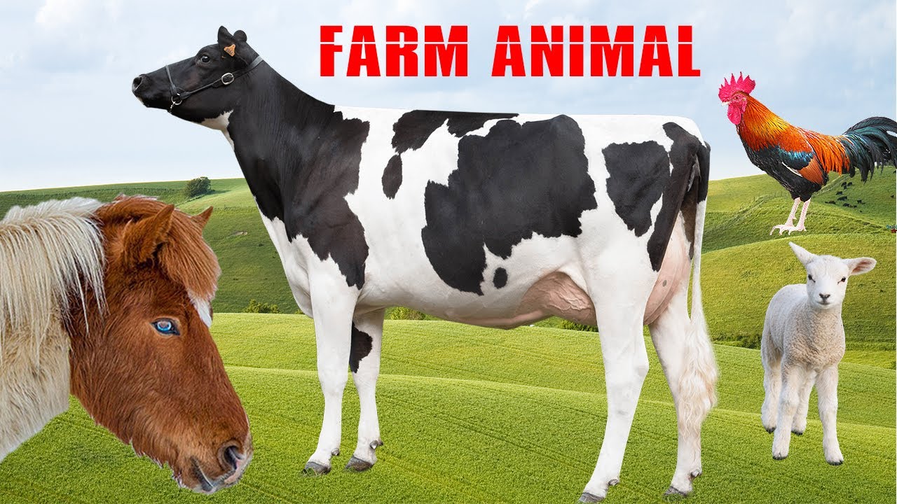 Fatos sobre Animais da Fazenda - Som Natural dos Animais - Farm Animal