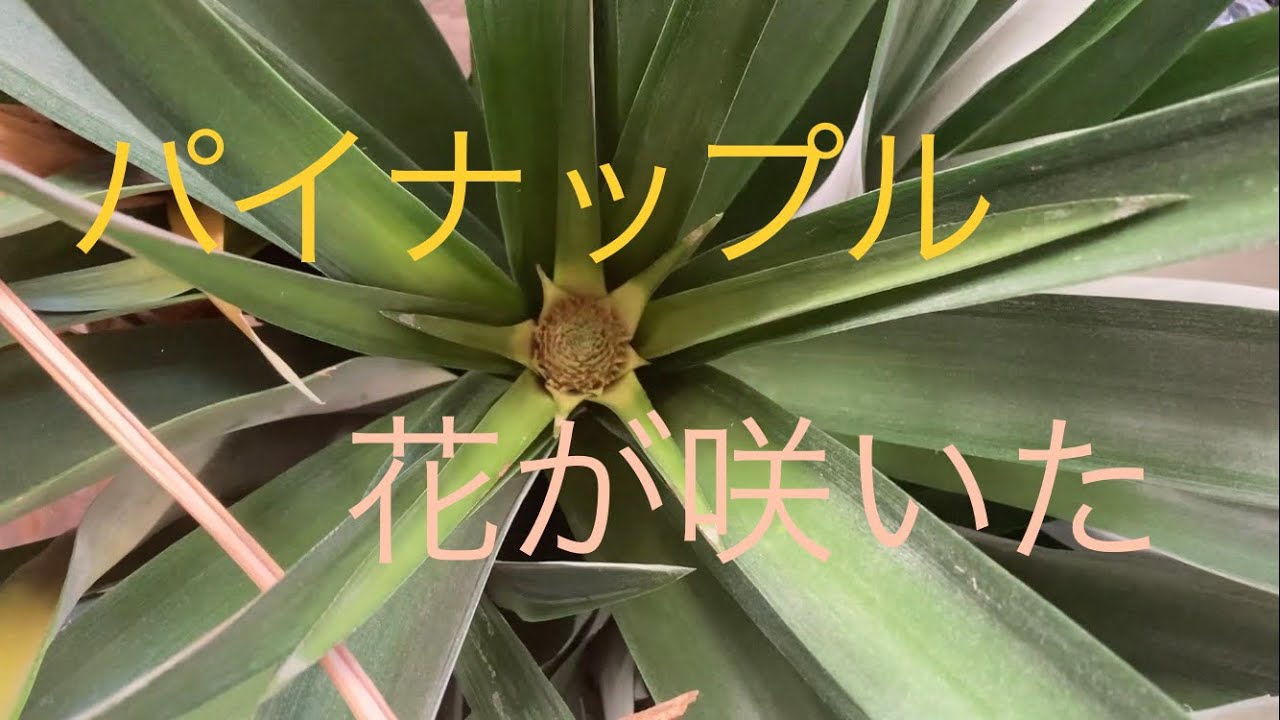 パイナップルの花 Youtube