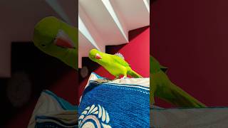 subscribe 🫶😘❤️ Mithu 🦜#shorts #ytshorts #trendin #youtubeshorts #viralvideo
