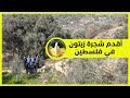 أقدم شجرة زيتون في فلسطين زيتونة البدوي في قرية الولجة أقدم شجرة زيتون في فلسطين زيتونة البدوي في قرية الولجة